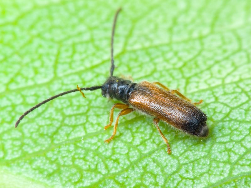 Tetrops praeustus (Linnaeus, 1758)